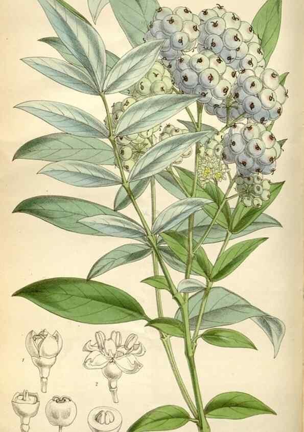 Reproducción/Reproduction 34466197543: Curtis's botanical magazine.. London ; New York [etc.] :Academic Press [etc.]