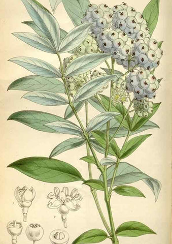 Reproducción/Reproduction 34466197543: Curtis's botanical magazine.. London ; New York [etc.] :Academic Press [etc.]