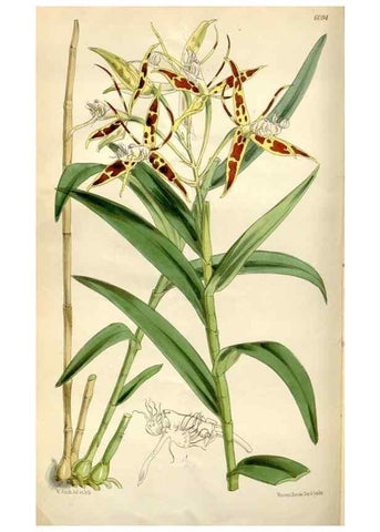 Reproducción/Reproduction 35275930285: Curtis's botanical magazine.. London ; New York [etc.] :Academic Press [etc.]