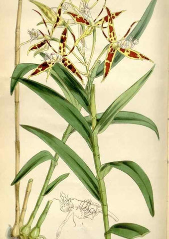 Reproducción/Reproduction 35275930285: Curtis's botanical magazine.. London ; New York [etc.] :Academic Press [etc.]