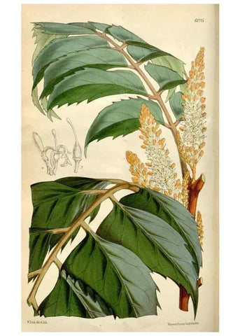 Reproducción/Reproduction 35275932725: Curtis's botanical magazine.. London ; New York [etc.] :Academic Press [etc.]