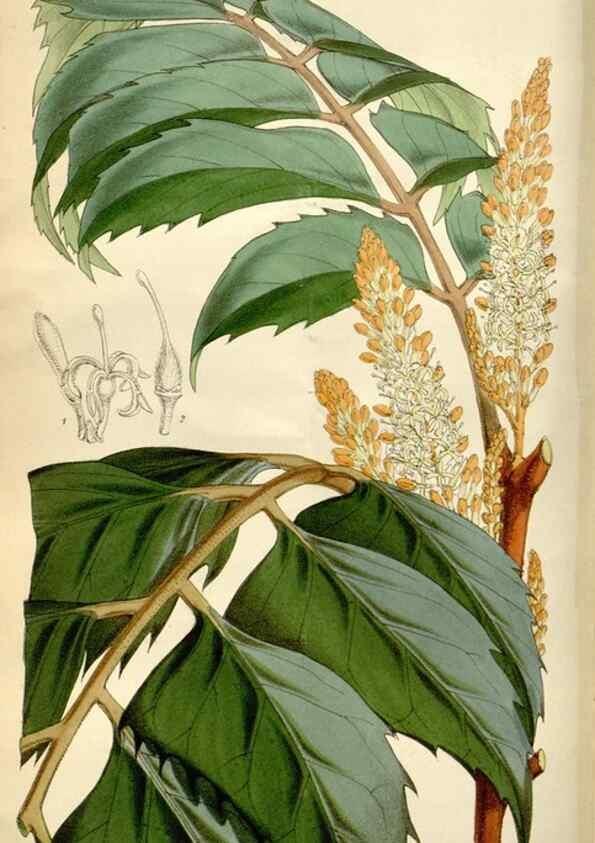 Reproducción/Reproduction 35275932725: Curtis's botanical magazine.. London ; New York [etc.] :Academic Press [etc.]