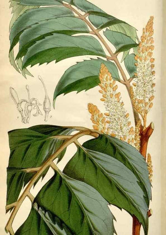 Reproducción/Reproduction 35275932725: Curtis's botanical magazine.. London ; New York [etc.] :Academic Press [etc.]