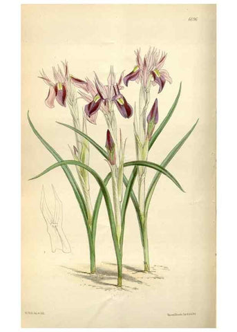Reproducción/Reproduction 34466203113: Curtis's botanical magazine.. London ; New York [etc.] :Academic Press [etc.]