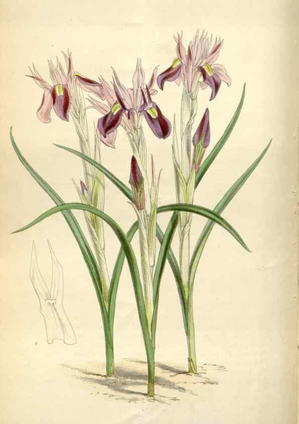 Reproducción/Reproduction 34466203113: Curtis's botanical magazine.. London ; New York [etc.] :Academic Press [etc.]