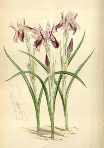 Reproducción/Reproduction 34466203113: Curtis's botanical magazine.. London ; New York [etc.] :Academic Press [etc.]