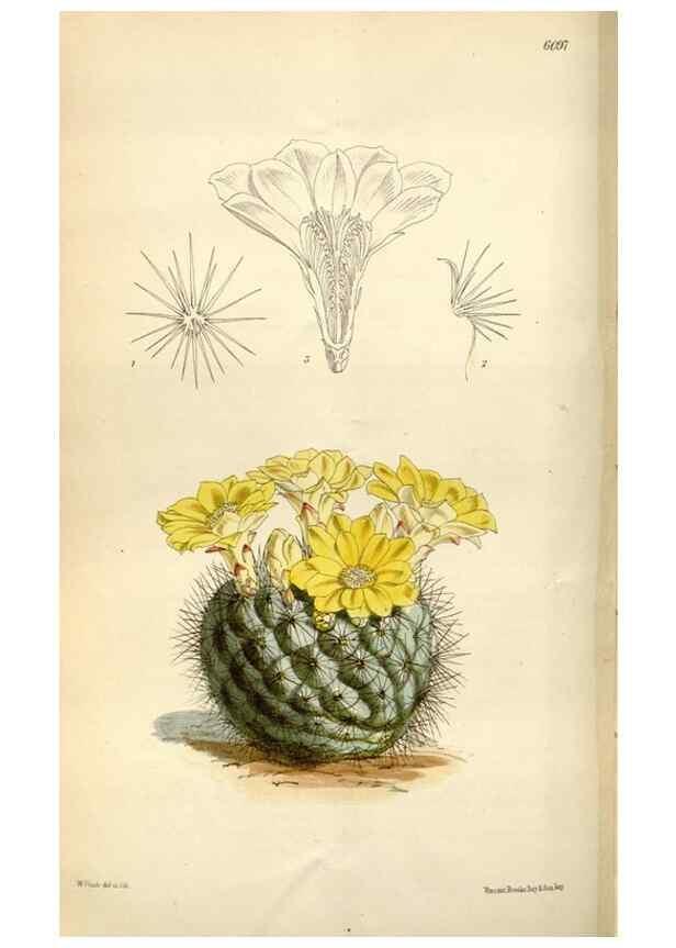 Reproducción/Reproduction 34432136334: Curtis's botanical magazine.. London ; New York [etc.] :Academic Press [etc.]