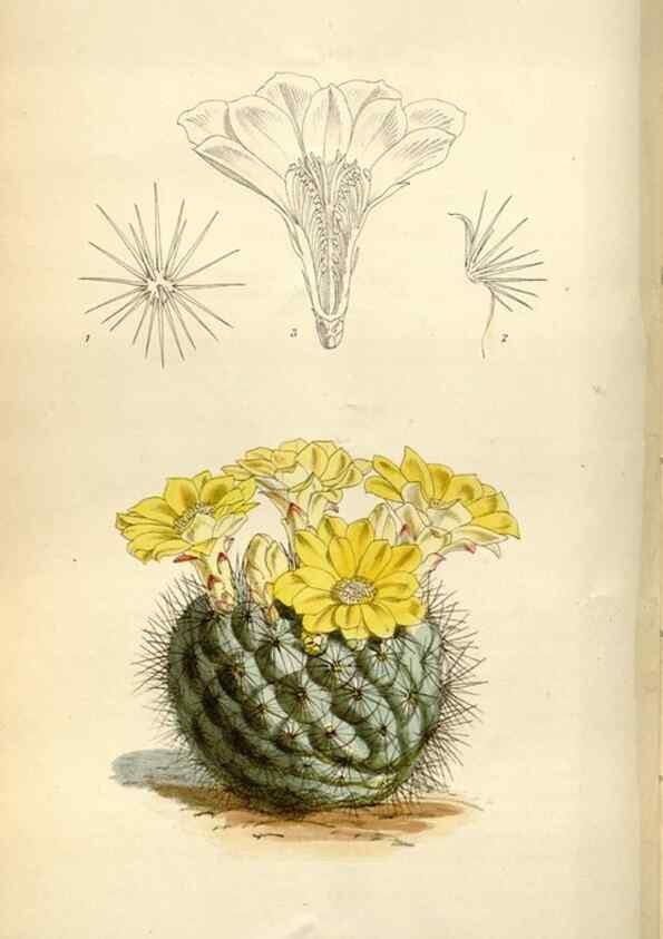Reproducción/Reproduction 34432136334: Curtis's botanical magazine.. London ; New York [etc.] :Academic Press [etc.]