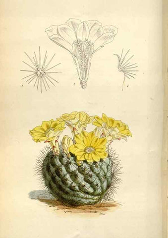 Reproducción/Reproduction 34432136334: Curtis's botanical magazine.. London ; New York [etc.] :Academic Press [etc.]