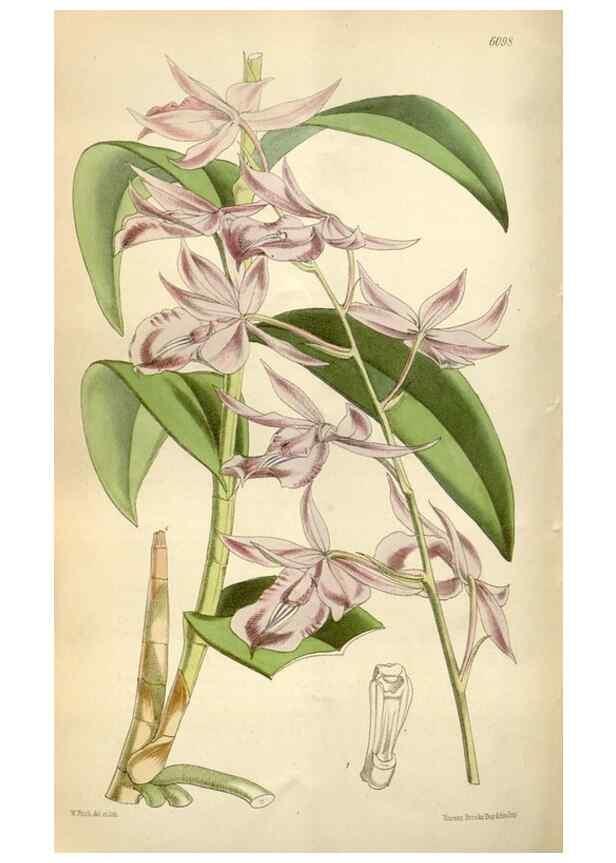 Reproducción/Reproduction 34432138664: Curtis's botanical magazine.. London ; New York [etc.] :Academic Press [etc.]