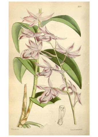 Reproducción/Reproduction 34432138664: Curtis's botanical magazine.. London ; New York [etc.] :Academic Press [etc.]