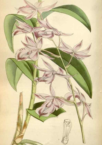 Reproducción/Reproduction 34432138664: Curtis's botanical magazine.. London ; New York [etc.] :Academic Press [etc.]