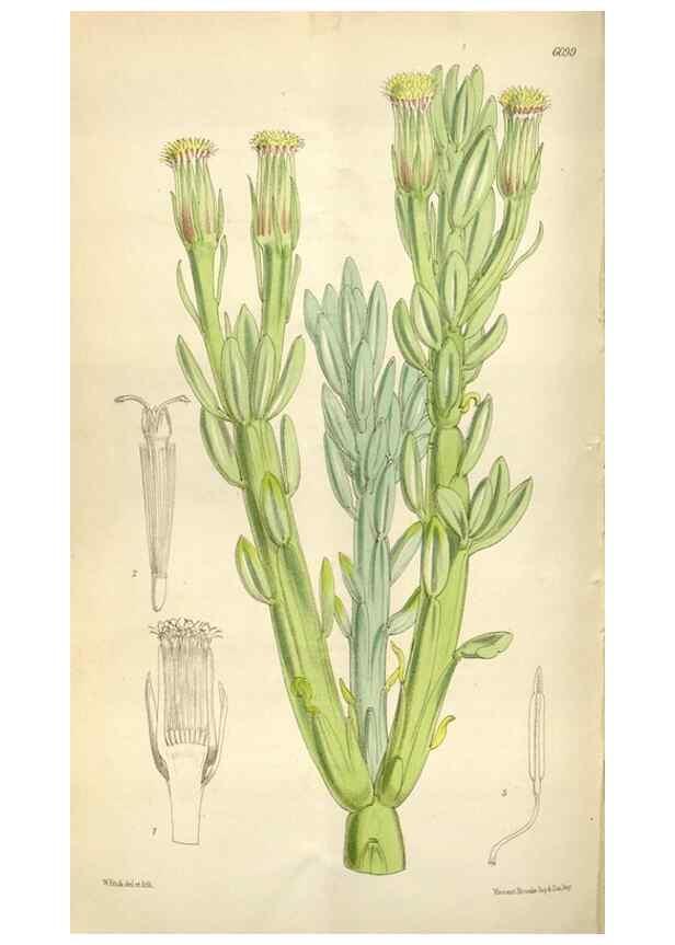 Reproducción/Reproduction 34432141214: Curtis's botanical magazine.. London ; New York [etc.] :Academic Press [etc.]