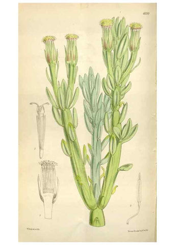 Reproducción/Reproduction 34432141214: Curtis's botanical magazine.. London ; New York [etc.] :Academic Press [etc.]