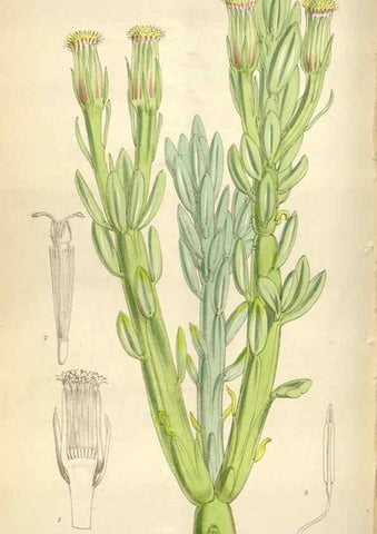 Reproducción/Reproduction 34432141214: Curtis's botanical magazine.. London ; New York [etc.] :Academic Press [etc.]