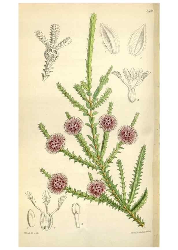 Reproducción/Reproduction 34432143584: Curtis's botanical magazine.. London ; New York [etc.] :Academic Press [etc.]
