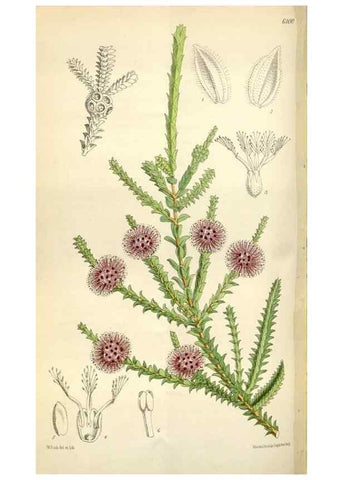 Reproducción/Reproduction 34432143584: Curtis's botanical magazine.. London ; New York [etc.] :Academic Press [etc.]