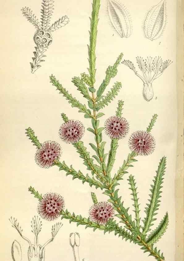 Reproducción/Reproduction 34432143584: Curtis's botanical magazine.. London ; New York [etc.] :Academic Press [etc.]