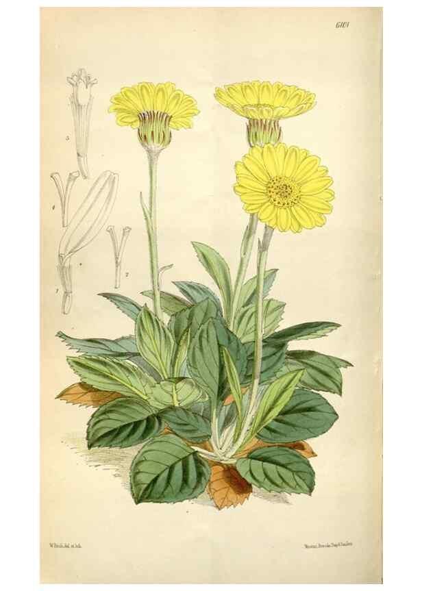 Reproducción/Reproduction 34432145554: Curtis's botanical magazine.. London ; New York [etc.] :Academic Press [etc.]
