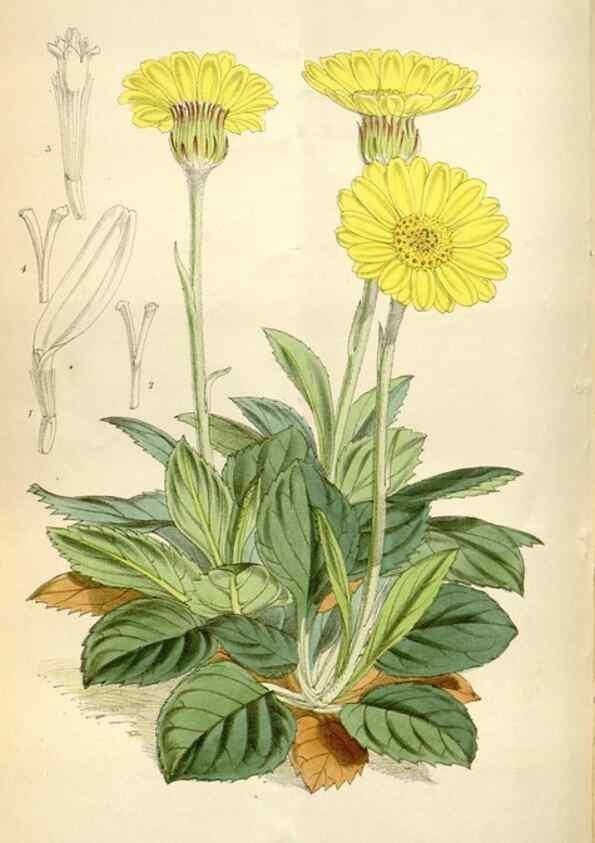 Reproducción/Reproduction 34432145554: Curtis's botanical magazine.. London ; New York [etc.] :Academic Press [etc.]