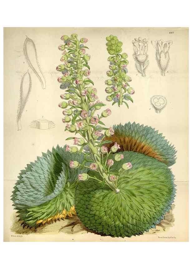 Reproducción/Reproduction 34432147554: Curtis's botanical magazine.. London ; New York [etc.] :Academic Press [etc.]