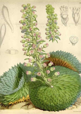 Reproducción/Reproduction 34432147554: Curtis's botanical magazine.. London ; New York [etc.] :Academic Press [etc.]
