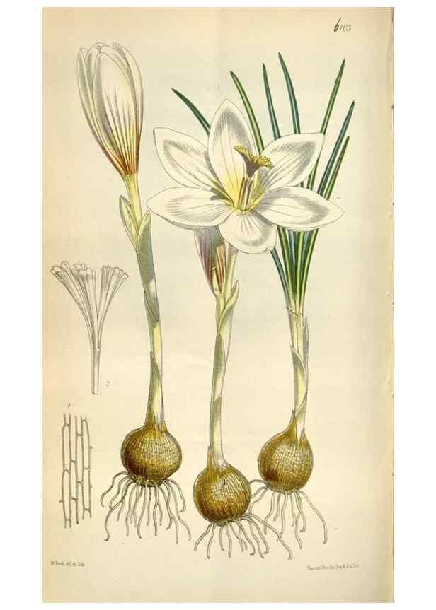 Reproducción/Reproduction 34432149934: Curtis's botanical magazine.. London ; New York [etc.] :Academic Press [etc.]