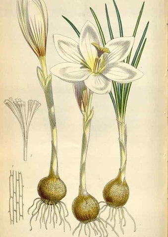 Reproducción/Reproduction 34432149934: Curtis's botanical magazine.. London ; New York [etc.] :Academic Press [etc.]