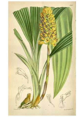Reproducción/Reproduction 35235374506: Curtis's botanical magazine.. London ; New York [etc.] :Academic Press [etc.]
