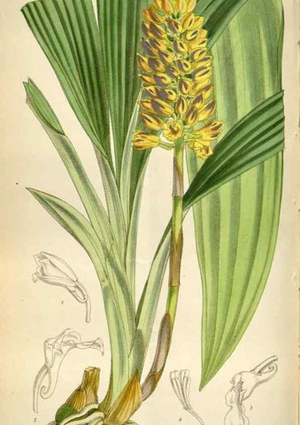 Reproducción/Reproduction 35235374506: Curtis's botanical magazine.. London ; New York [etc.] :Academic Press [etc.]