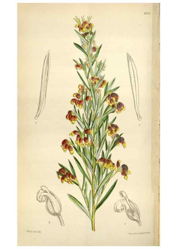 Reproducción/Reproduction 35235376996: Curtis's botanical magazine.. London ; New York [etc.] :Academic Press [etc.]