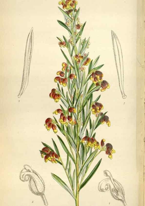 Reproducción/Reproduction 35235376996: Curtis's botanical magazine.. London ; New York [etc.] :Academic Press [etc.]