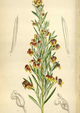 Reproducción/Reproduction 35235376996: Curtis's botanical magazine.. London ; New York [etc.] :Academic Press [etc.]