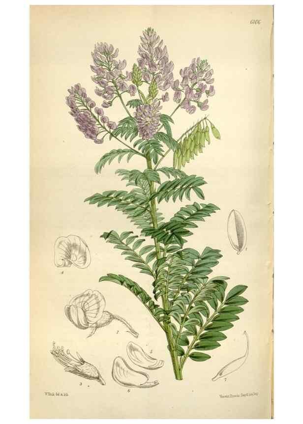 Reproducción/Reproduction 35235379266: Curtis's botanical magazine.. London ; New York [etc.] :Academic Press [etc.]