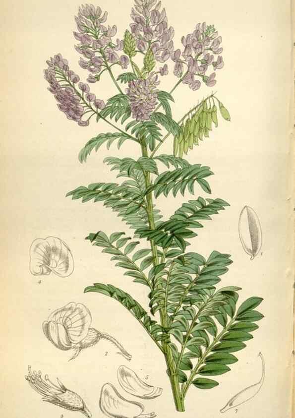 Reproducción/Reproduction 35235379266: Curtis's botanical magazine.. London ; New York [etc.] :Academic Press [etc.]