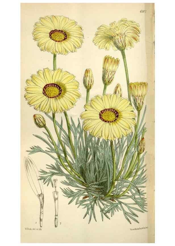 Reproducción/Reproduction 35235380596: Curtis's botanical magazine.. London ; New York [etc.] :Academic Press [etc.]