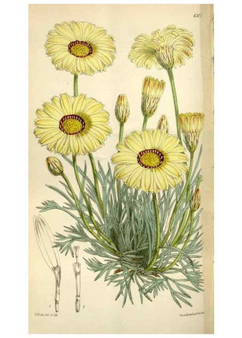 Reproducción/Reproduction 35235380596: Curtis's botanical magazine.. London ; New York [etc.] :Academic Press [etc.]