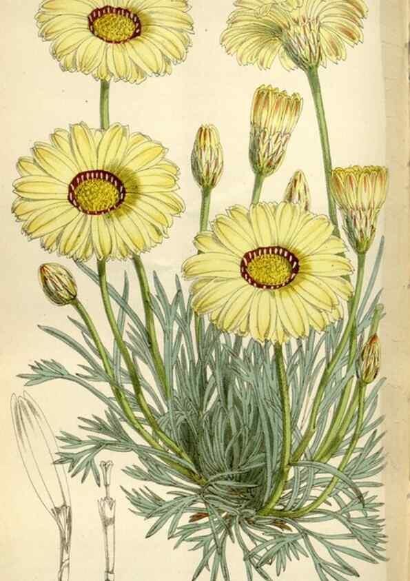 Reproducción/Reproduction 35235380596: Curtis's botanical magazine.. London ; New York [etc.] :Academic Press [etc.]