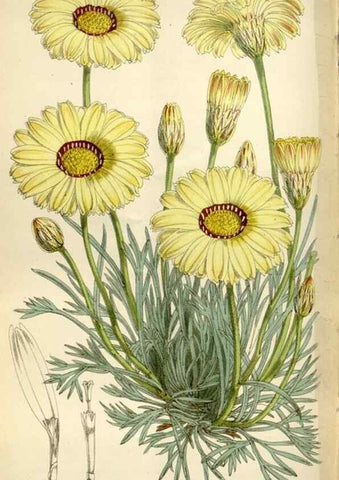 Reproducción/Reproduction 35235380596: Curtis's botanical magazine.. London ; New York [etc.] :Academic Press [etc.]