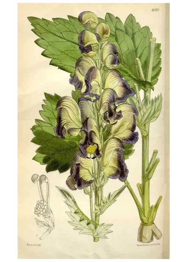Reproducción/Reproduction 34466195563: Curtis's botanical magazine.. London ; New York [etc.] :Academic Press [etc.]