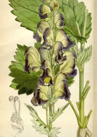 Reproducción/Reproduction 34466195563: Curtis's botanical magazine.. London ; New York [etc.] :Academic Press [etc.]