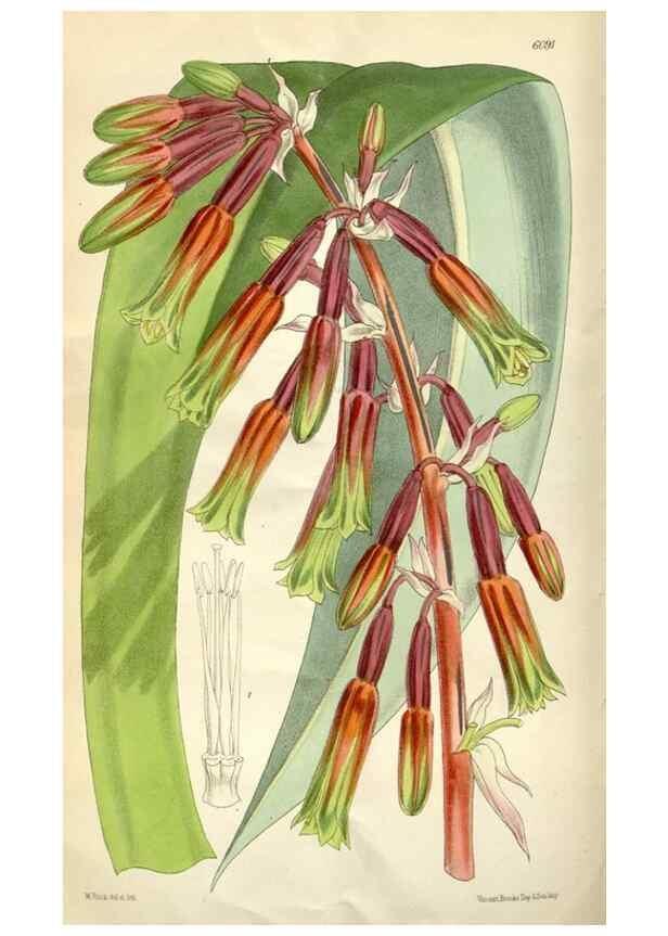 Reproducción/Reproduction 34466193903: Curtis's botanical magazine.. London ; New York [etc.] :Academic Press [etc.]