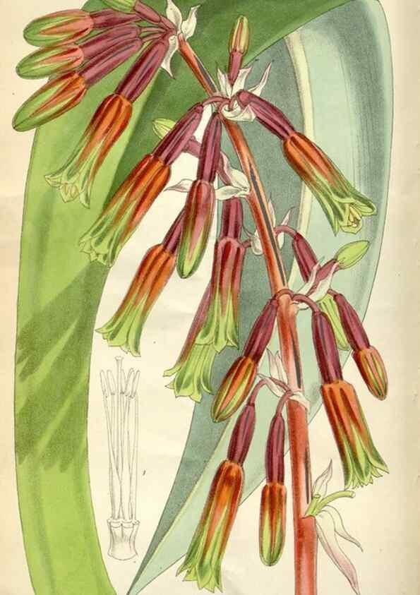 Reproducción/Reproduction 34466193903: Curtis's botanical magazine.. London ; New York [etc.] :Academic Press [etc.]