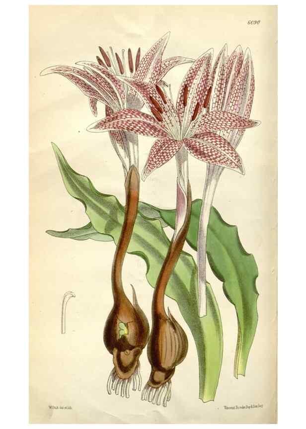 Reproducción/Reproduction 34466191883: Curtis's botanical magazine.. London ; New York [etc.] :Academic Press [etc.]