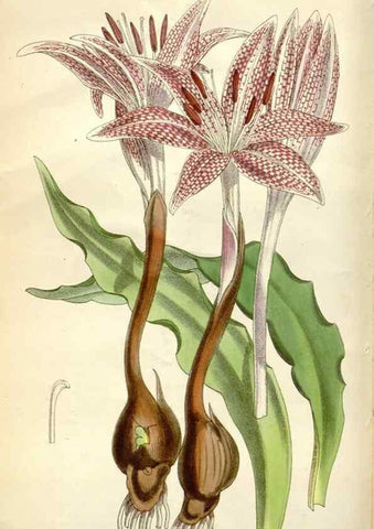 Reproducción/Reproduction 34466191883: Curtis's botanical magazine.. London ; New York [etc.] :Academic Press [etc.]