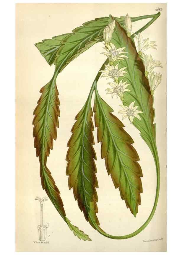 Reproducción/Reproduction 34466188703: Curtis's botanical magazine.. London ; New York [etc.] :Academic Press [etc.]