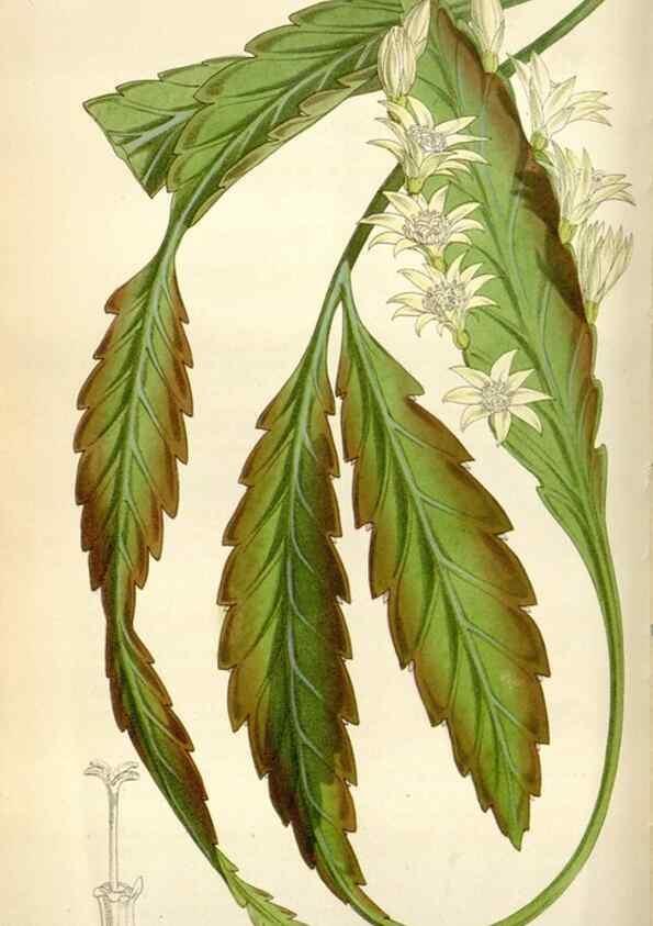 Reproducción/Reproduction 34466188703: Curtis's botanical magazine.. London ; New York [etc.] :Academic Press [etc.]