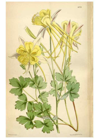 Reproducción/Reproduction 35275835905: Curtis's botanical magazine.. London ; New York [etc.] :Academic Press [etc.]