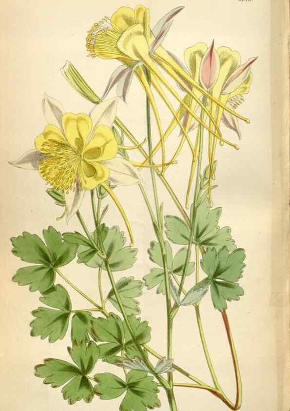 Reproducción/Reproduction 35275835905: Curtis's botanical magazine.. London ; New York [etc.] :Academic Press [etc.]