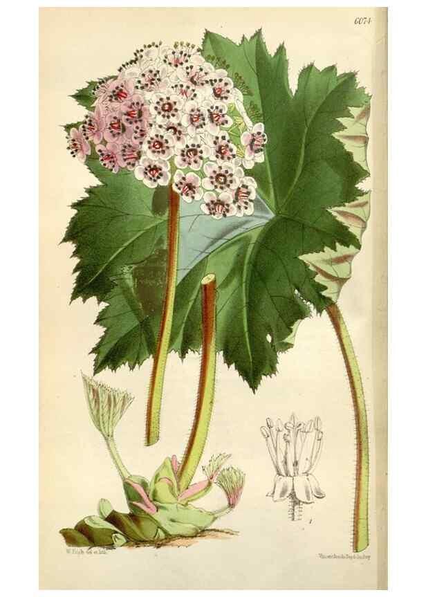 Reproducción/Reproduction 35145674651: Curtis's botanical magazine.. London ; New York [etc.] :Academic Press [etc.]